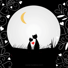 bonne nuit chat amour